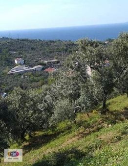 Tek İşim Gayrimenkul'den Mudanya Kumyaka Da Satılık Fırsat Tarla