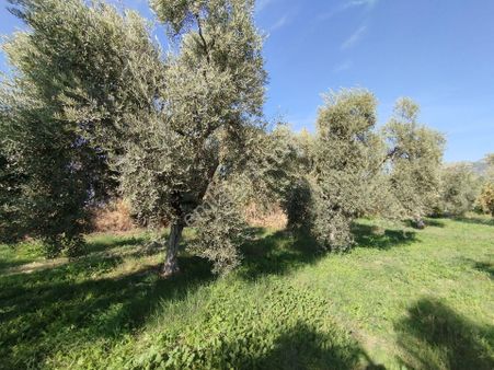 Ömerbeylide Köşe Parsel Müstakil Zeytin Ve İncir Bahçesi
