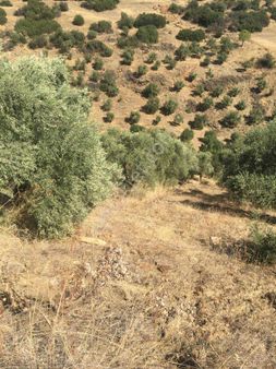 Aydın Bozdoğan Kavaklı Mahallesi'nde Yatırımlık Zeytinlik!