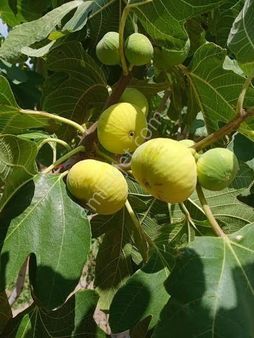 Aydın Sultanhisar Atça Mahallesi'nde Yatırımlık, Bakımlı İncir Bahçesi!