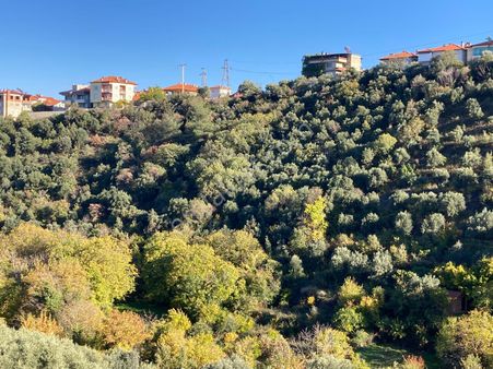 Karacasu Merkez İmar Dibi Zeytinlik 17.549 M2
