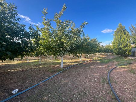 Ahılı Merkezi Konumda Ceviz Ve Meyve Bahçesi