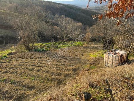 Biga Kaynarca Köyünde Bağ Bahçe