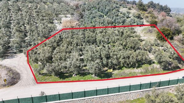 Çepni'de Asfalta Cephe Satılık 2.266 M2 Şahane Zeytinlik