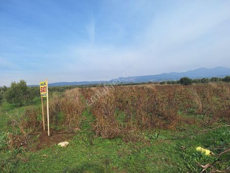 Manisa Turgutlu Musalaryeniköy De Satılık Tarla