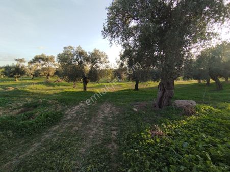 Hıdırbeylide İncir Ve Zeytin Bahçesi