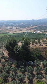 Mürsel'de Fırsat Arazi