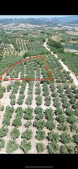 Konaklıda Köye Yakın Yatırımlık Arazi