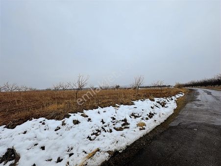 Coldwell Banker Safir'den Bulgurlu Da Satılık Kayısı Bahçesi