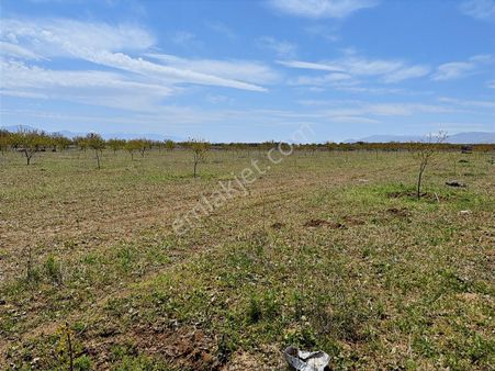 Coldwell Banker Safir'den Akçadağ Da Satılık Tarla