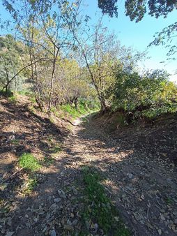 Satılık İncir Ve Zeytin Bahçesi