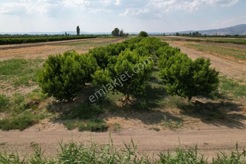 10 Ton Verimli Şeftali Bahçesi Bu Fırsat Gelmez…