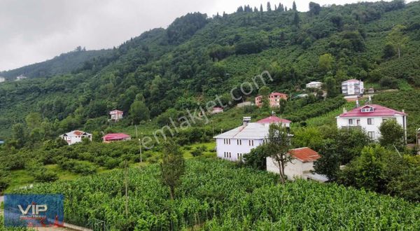 Akoluk Tosköy Sınırında 1250 M2 Satılık Arazi