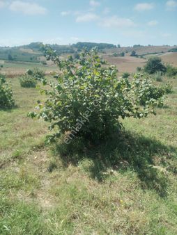 Satılık Fındık Tarlası