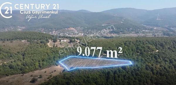 C21 Cius; Bursa/gemlik Haydariye Köyünde 9.077 M2 Satılık Tarla