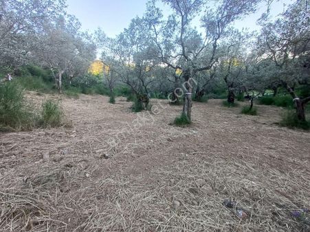 C21 Cius; Satılık Zeytinlik