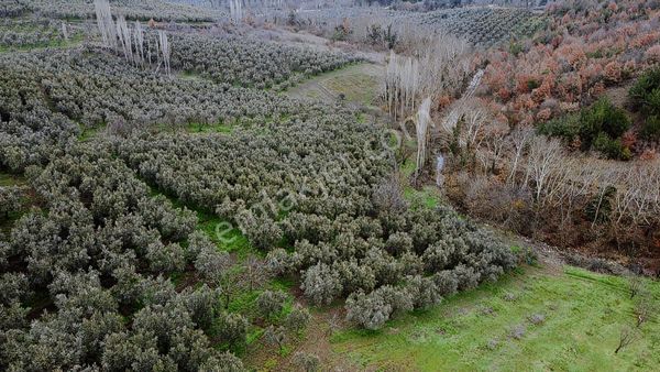 C21 Cius; Katırlı'da Doğa Harikası 6.266 M2 Satılık Zeytinlik