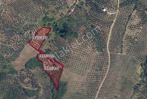 C21 Cius; Muratoba'da Zeytinlik 584 M2