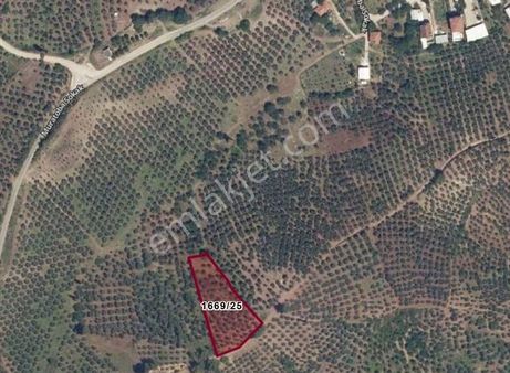 C21 Cius; Muratoba'da Fırsat Zeytinlikyolu Var