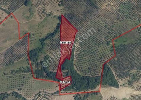 C21 Cius; Muratoba'da 8090 M2 Zeytinlik