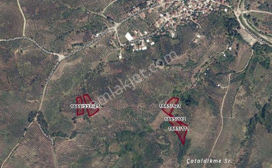 C21 Cius; Muratoba'da 2048 M2 Zeytinlik