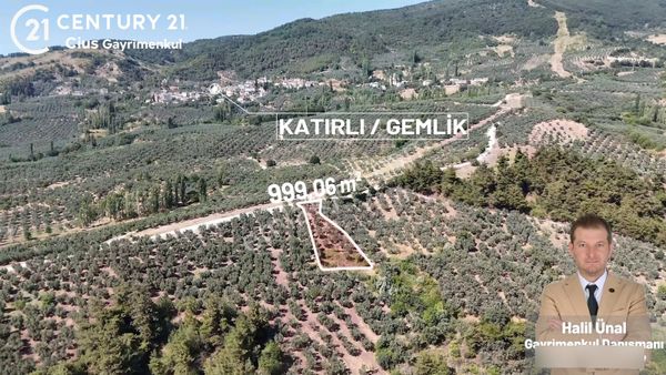 C21 Cius; Katırlı 999m² Yola Cephe Satılık Zeytinlik