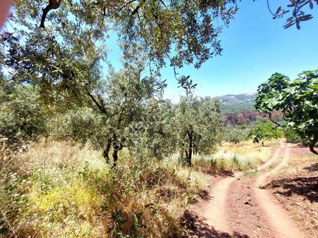 C21 Cius; Katırlı'da Ulaşımı Kolay Verimli Satılık Zeytinlik