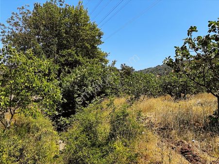 C21 Cius; Muratoba'da Kurtul Göleti Civarı Satılık Zeytinlik