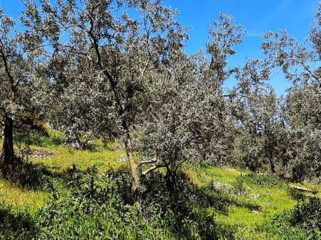 C21 Cius; Muratoba'da Eşsiz Manzaralı Verimli Satılık Zeytinlik
