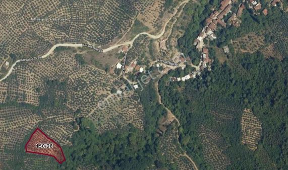 C21 Cius; Karsak'ta Kaçırılmayacak Fırsat Zeytinlik 3796 M2