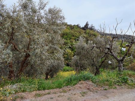 C21 Cius ; Yeniköy Mahallesinde 363 M2 Satılık Tarla