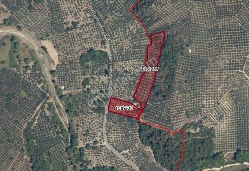 C21 Cius; Umurbeyde Ve Adliye Sınırı 10,024 M2 Bakımlı Zeytinlik