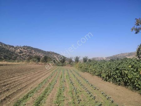 C21 Cius; Aydın Çine Bahçearası Muhteşem Verimli Ve Kurulu Arazi