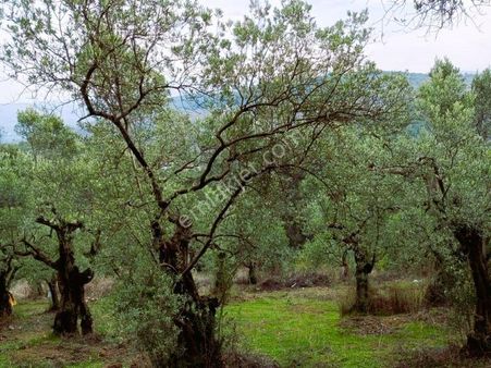 C21 Cius; Umurbey'de Bakımlı Müstakil Tapulu 352 M2 Zeytinlik