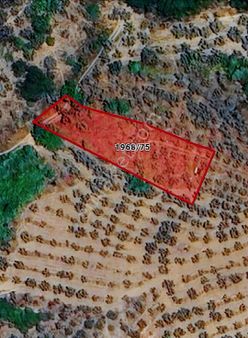 C21 Cius; Umurbey'de İmara 300 M. Satılık Zeytinlik