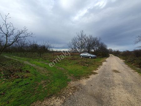 Mef Gyd'den Fadıllı'da 2.544m² Alanlı Satılık Ceviz Bahçesi !!!