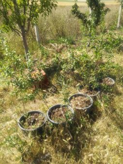 Tek Tapu 8.500 Mt Meyve Agaçları İle Dolu Bag Evi Ni Kaçırmayın