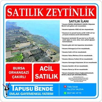 İznik Gölüne Sıfır Satılık Zeytinlik