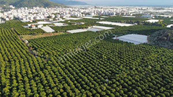 Kökce'den Kumluca Merkeze 1 Km Satılık Portakal Bahçesi