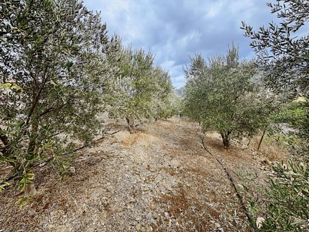 Eksper'den 1 650 M2 Tek Tapu Nar Ve Zeytin Ağaçlı Bahçe-havuzlu!