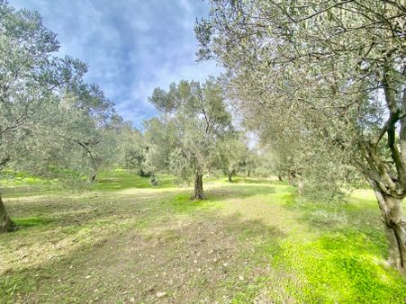 Olcaysu'dan Küçükdere De 1251m2 Anayola 400 M Satılık Zeytinlik!