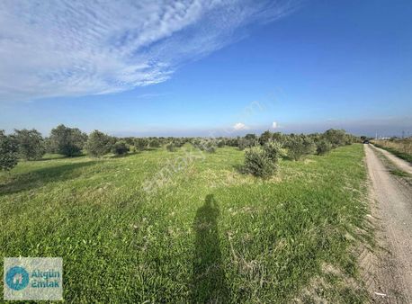 Eroğlu Mahallesinde 12.400 M2 Bekirler Asfaltı Yakını Zeytinlik