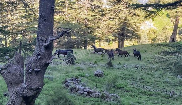 Konyaaltı Yarbaşçandır Kökez Yaylasın'da Villa İmarlı Arsa
