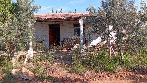 Mir'den Manisa Gölmarmara Da Satılık Zeytinlik Ve Üzüm Bağı
