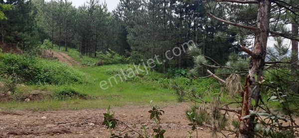 Mir'den Balıkesir Sındırgı Yaylabayır Mh'de Satılık Tarla