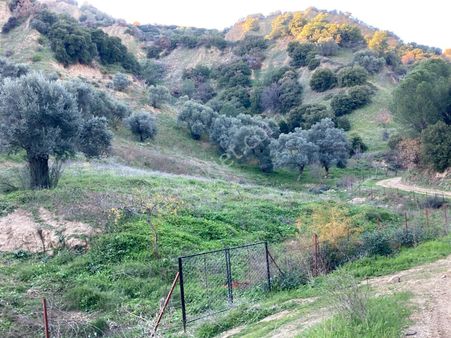 Nazilli Hasköy Su Kuyulu Zeytin Ve İncir Bahçesi 6000 M2