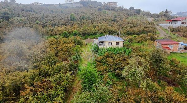 Arsın Yeşil Yalıda 2 Dönüm Arsa İcerınde Satılık Ev