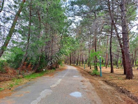 Özdere Kalemlik Orman Kampında Müstakil Arsa