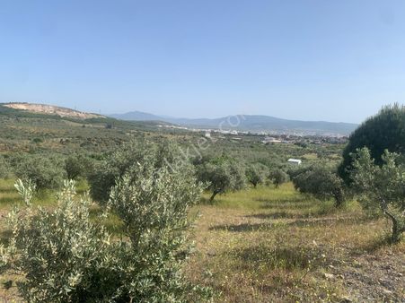 My Home Gayrimenkul'den Torbalı Yazıbaşı Mah.de Satılık Zeytinlik