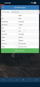 Muğla Milas Yüksek Verimli Zeytinlik!